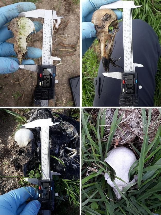 Identificación de otros cadáveres de aves encontrados en la revisión realizada el pasado 23 de diciembre en Aldeaseca (Ávila) por el Equipo Tendidos de GREFA, dentro del proyecto AQUILA a-LIFE