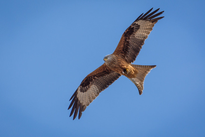 Milano real en vuelo. Esta especie se ve también beneficiada de las acciones del proyecto AQUILA a-LIFE gracias a la condición de "especie paraguas" del águila de Bonelli. Foto: Sven Lachmann / Pixabay