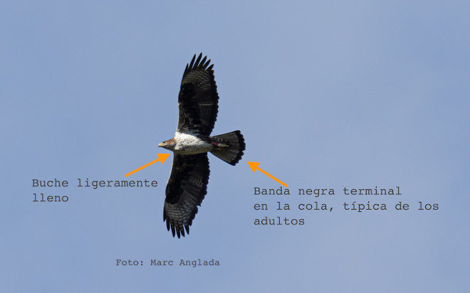 Detalle de la hembra adulta de águila de Bonelli "Escorca". Foto: Marc Anglada.