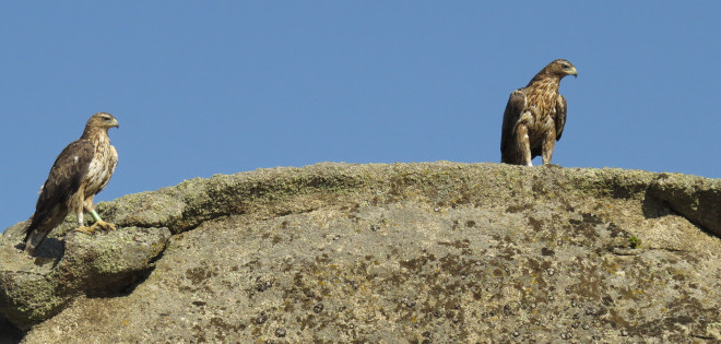 Las águilas de Bonelli "Noalejo" (a la izquierda) y "Alameda" (de plumaje más oscuro, a la derecha), posadas sobre una roca en su territorio.
