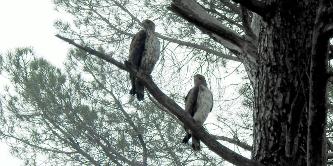 El macho de águila de Bonelli "Alcaudete", liberado en 2017, y la hembra silvestre con la que ha formado pareja.