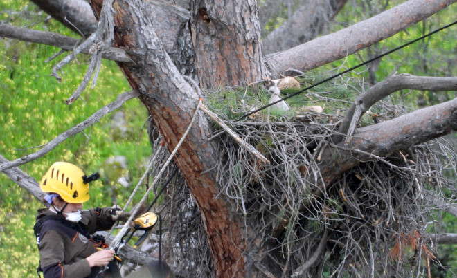 Una Agente Forestal de la Comunidad de Madrid especializada en trabajos de altura, tras depositar a un pollo de águila de Bonelli criado en cautividad por GREFA en un nido salvaje de la especie en la Sierra Oeste de Madrid, mediante una técnica denominada "fostering".