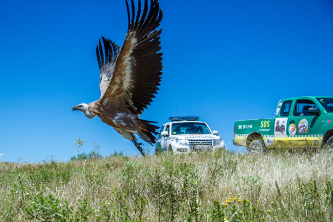 Un buitre leonado echa a volar tras su liberación durante el Día del Águila.