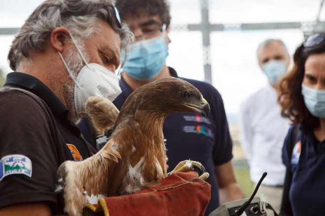 Una de las águilas de Bonelli introducidas el pasado 17 de junio en la jaula-hacking de Navarra.