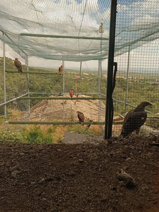 Estos cinco pollos de águila de Bonelli han sido introducidos en 2000 en una jaula-hacking ubicada en el Parque Regional de la Cuenca Alta del Manzanares (Madrid).