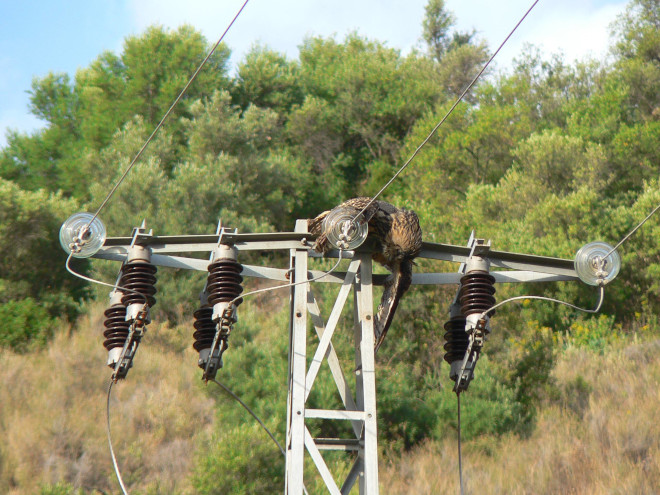 Búho real electrocutado en el apoyo de un tendido eléctrico. Foto: AEAFMA.