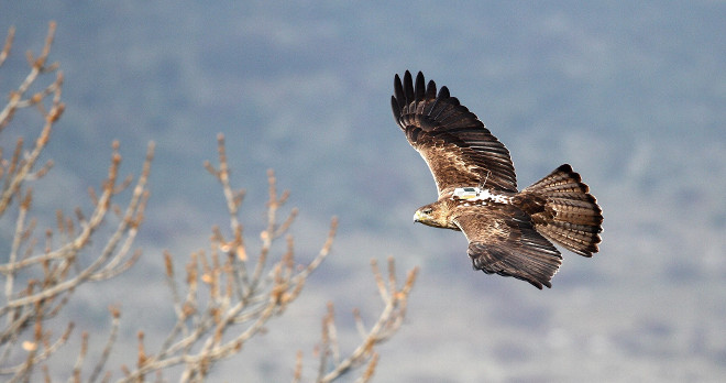 Una de las águilas de Bonelli liberadas en la Comunidad de Madrid por AQUILA a-LIFE. Foto: Sergio de la Fuente / GREFA.