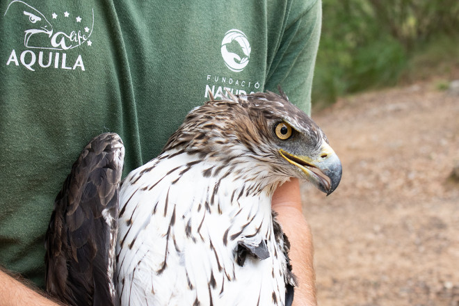 Águila de Bonelli capturada en Mallorca por AQUILA a-LIFE para su marcaje con GPS. Foto: Cati Artigues / GOB Mallorca.