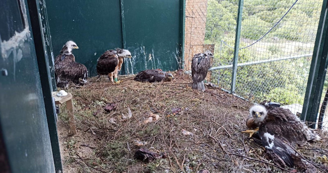 Estas cinco águilas de Bonelli han entrado en 2020 en la "jaula-hacking" que AQUILA a-LIFE tiene en la Comunidad de Madrid.