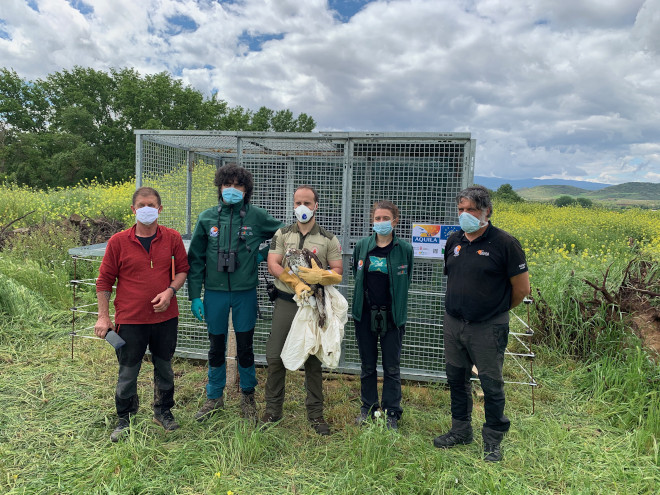 El águila de Bonelli "Isidra" frente a la jaula de aclimatación junto a José Ignacio Eguizabal, alcalde de Sartaguda (Navarra), técnicos del proyecto AQUILA a-LIFE de GAN-NIK y GREFA y un agente de Basozainak/Guarderío de Medio Ambiente de Navarra.