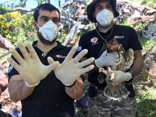 Dos técnicos de campo de AQUILA a-LIFE celebran el Día Europeo de la Red Natura 2000 durante el marcaje de uno de pollos de águila de Bonelli nacidos esta primavera gracias a las reintroducciones de ejemplares en la Comunidad de Madrid.