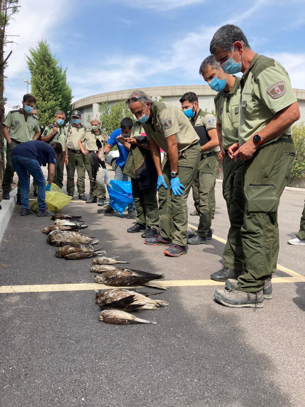 Ejercicio práctico en uno de los cursos sobre lesiones en aves causadas por electrocución y colisión en tendidos eléctricos.