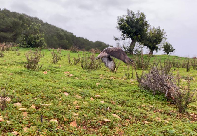 Momento en el que el águila de Bonelli "Dodiel" emprende el vuelo tras ser liberada en su territorio mallorquín, a finales de 2019.