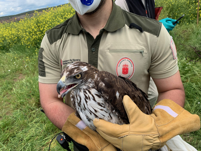 Un águila de Bonelli es sujetada por un agente de Basozainak/Guarderío de Medio Ambiente de Navarra en los instantes previos a su liberación.