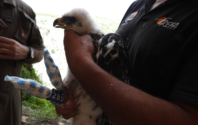 Águila de Bonelli "Nicasio", identificable por su anilla con el número 265, en el momento en que se le iba a colocar el emisor GPS, a principios del pasado mes de mayo, junto a su nido de la provincia de Granada. Por desgracia, un disparo acabó con su vida el pasado 27 de agosto.