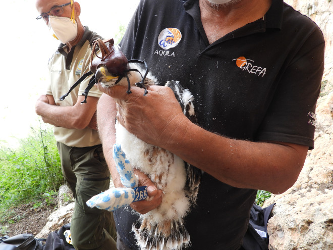 Otra imagen del águila de Bonelli "Nicasio" durante su marcaje con un emisor GPS.