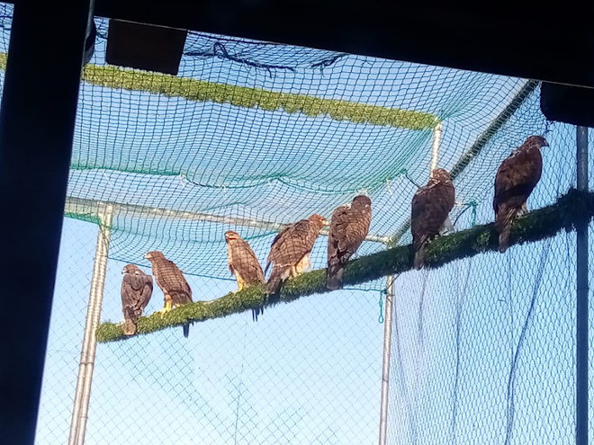 Aperta ieri la voliera che li ospitava nel Parco di Tepilora.