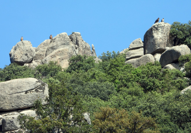 Tres de las águilas de Bonelli liberadas en 2021 en la Comunidad de Madrid, junto a la hembra "Lubrina", liberada en 2019, que es la que aparece más a la derecha. Las cuatro aves reposan en unas rocas tras haber estado volando juntas.