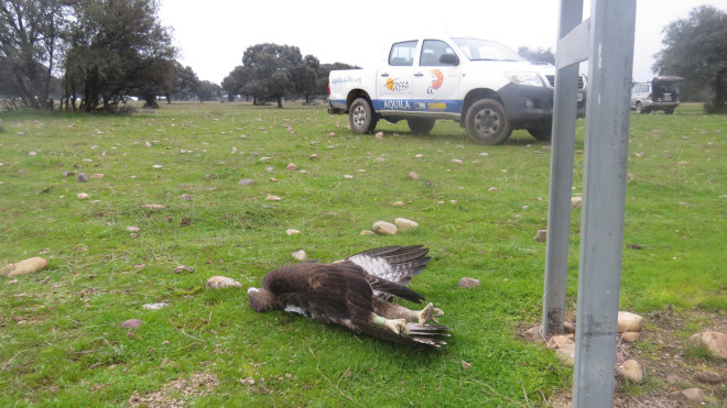 El águila de Bonelli "Machota" fue criada, marcada con GPS y liberada en 2017 por GREFA. En la foto yace junto al apoyo del tendido eléctrico de Castillo de Bayuela (Toledo) en el que perdió la vida a finales de 2018.