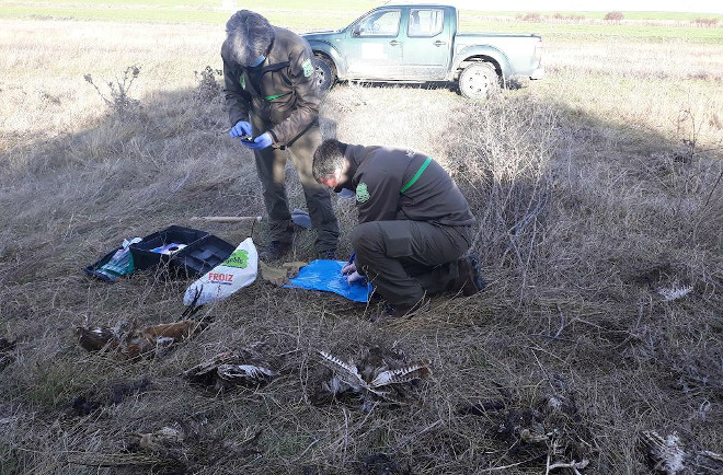 Los Agentes Medioambientales de Castilla y León proceden al levantamiento de los cadáveres de aves localizados al pie de un apoyo eléctrico de Cisla (Ávila).