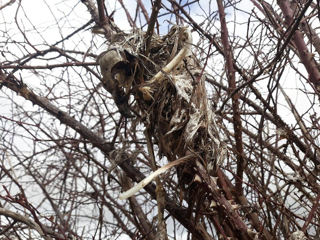 Restos de una de las rapaces que acabaron ensartadas en las zarzas tras caer fulminadas por la corriente eléctrica.