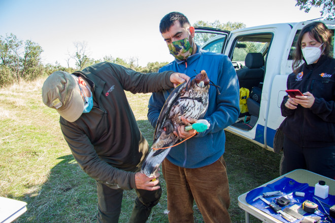 Toma de medidas al macho de águila de Bonelli "Alcalá" tras ser capturado para cambiarle el emisor GPS.