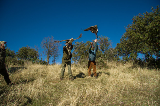 Momento de la liberación de la pareja de águilas de Bonelli formada por el macho "Alcalá" y la hembra "Picadas".