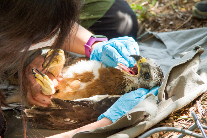 Otra imagen de "Travieso" durante el chequeo veterinario previo a la colocación del emisor GPS, cuando aún no había volado del nido.