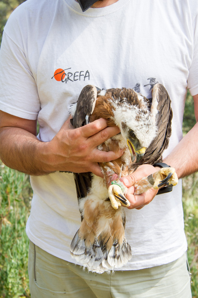 La hembra "Pocita" es otro de los pollos criados por las águilas de Bonelli "Picadas" y "Alcalá" en la Comunidad de Madrid en 2021. En la fotografía la vemos durante su marcaje con GPS.