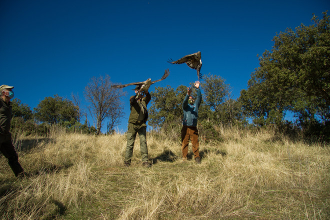 Momento de la liberación de la pareja de águilas de Bonelli formada por el macho "Alcalá" y la hembra "Picadas", cuando fueron capturados en 2020 para su marcaje con GPS.