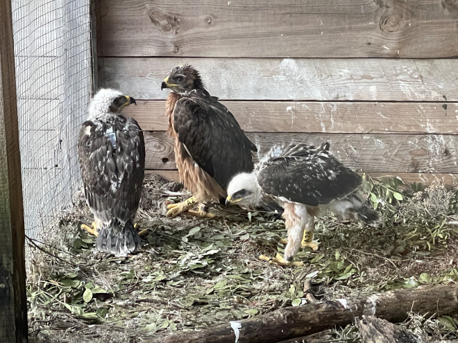 Los tres pollos de águila de Bonelli procedentes de Sicilia, en el "haking" o nido artificial integrado en el jaulón de aclimatación construido para la especie en el Parque Regional de Tepilora (Cerdeña).