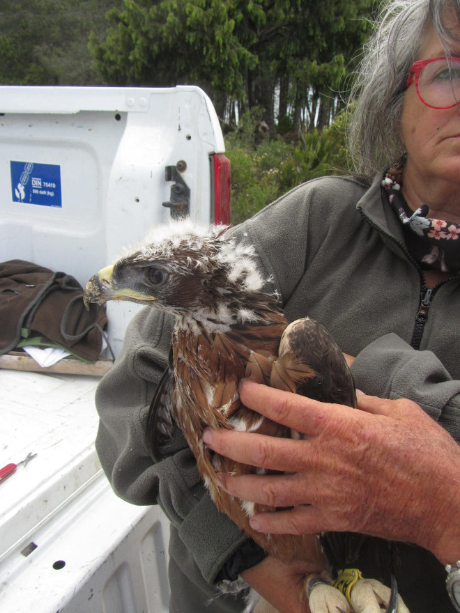 Uno de los pollos de águila de Bonelli criados por GREFA, durante su traslado desde España a Cerdeña.