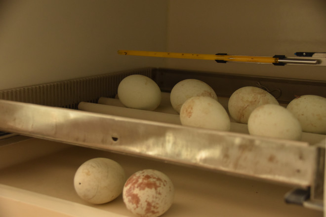 Huevos de águila de Bonelli procedentes de puestas efectuadas en 2021 en el centro de cría de GREFA.