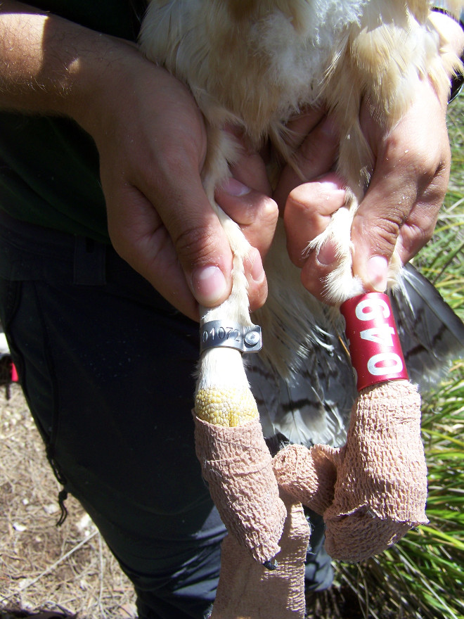 Anillas identificativas colocadas a uno de los pollos de águila de Bonelli nacidos en 2021 en Mallorca.