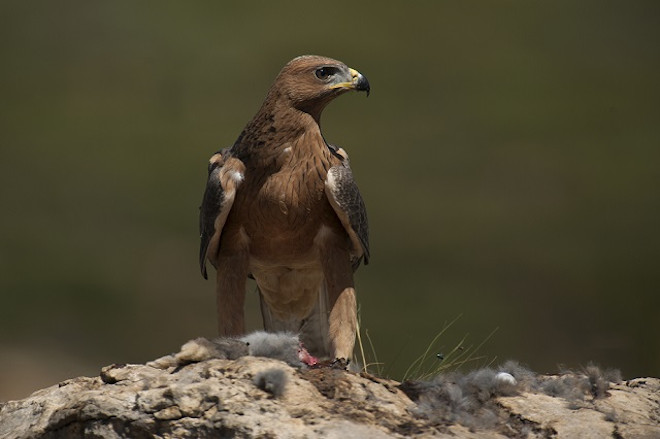 Águila de Bonelli joven. Foto: Ramón Arambarri / Augur Nature.