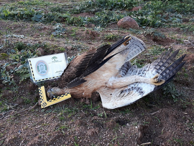 Águila de Bonelli joven electrocutada en el tendido eléctrico de la finca "Las Yeguas" antes de ser corregido. Foto: Manuel Rodríguez.