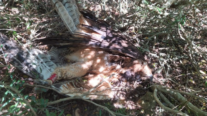 Cadáver de la hembra de águila de Bonelli "Joia" encontrado a los pies de un tendido eléctrico en Santanyí (Mallorca). Foto: T. Morro.