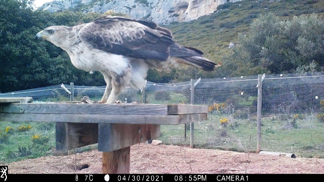 Hembra silvestre de águila de Bonelli emparejada con el macho "Sielva" en Navarra.