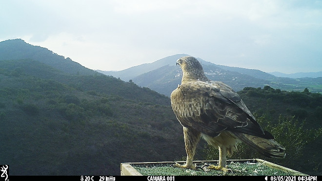 Macho silvestre de águila de Bonelli emparejado con la hembra "Cáseda" en Navarra.