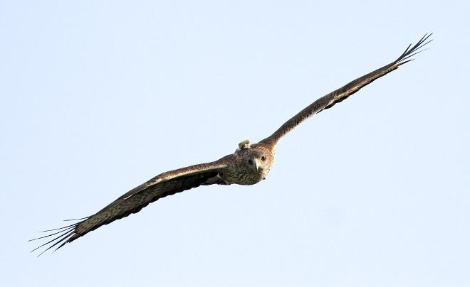 Águila de Bonelli marcada con GPS por el proyecto AQUILA a-LIFE.