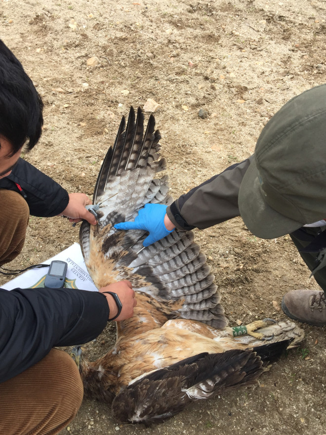 Juan José Iglesias, de GREFA, examina un águila de Bonelli electrocutada en la provincia de Toledo junto con un Agente Medioambiental de Castilla-La Mancha.