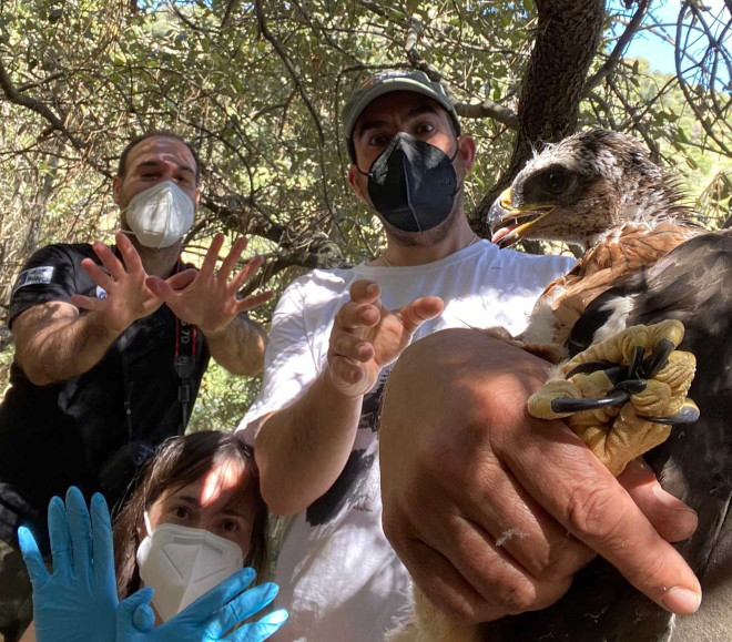 Varios técnicos de campo de AQUILA a-LIFE celebran el Día Europeo de la Red Natura 2000 durante el marcaje con GPS de uno de pollos de águila de Bonelli nacidos esta primavera en la Comunidad de Madrid.