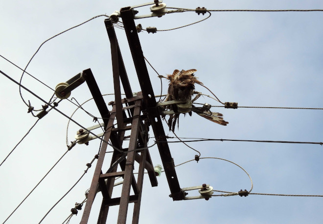 Cadáver de un ratonero víctima de una electrocución, en el apoyo de un tendido. Foto: AQUILA a-LIFE.