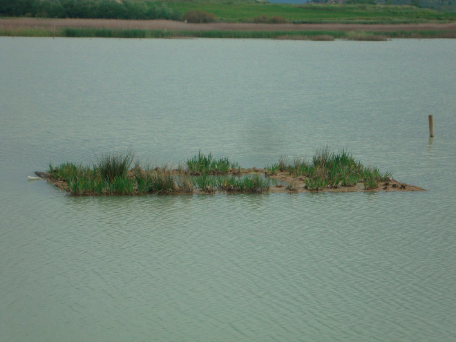 Detalle de la plataforma flotante revegetada utilizada en una de las balsas agro-ganaderas donde se ha actuado.