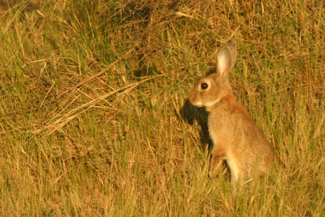 El conejo de monte es una de las especies presentes en las parcelas desbrozadas susceptibles de ser presa del águila de Bonelli. 