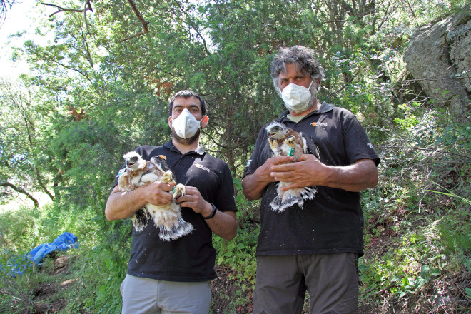 Los pollos de águila de Bonelli nacidos en 2020 de la pareja formada por "Haza" y "Bélmez", cuando fueron capturados momentáneamente para colocarles un emisor GPS. El que aparece a la derecha es "Montazo". Foto: GREFA.