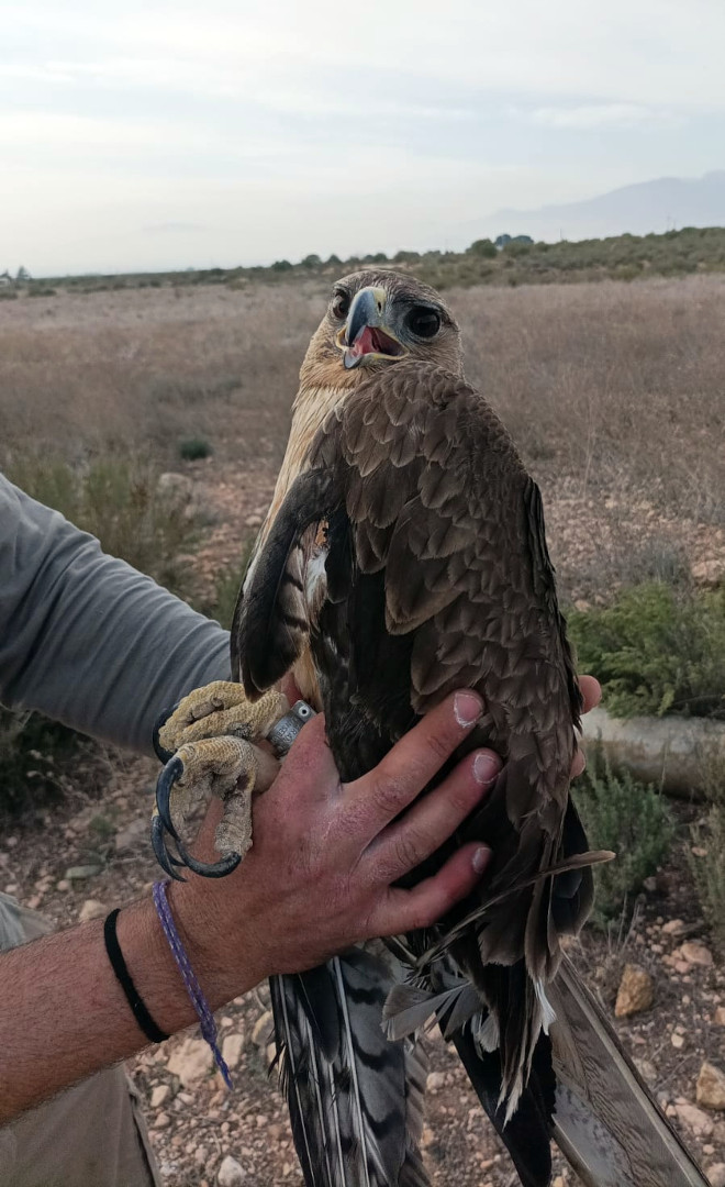 El águila de Bonelli "Arejos" en el momento de ser recogida tras resultar gravemente electrocutada en Alhama de Murcia (Murcia). Foto: Agentes Medioambientales de la Región de Murcia. 