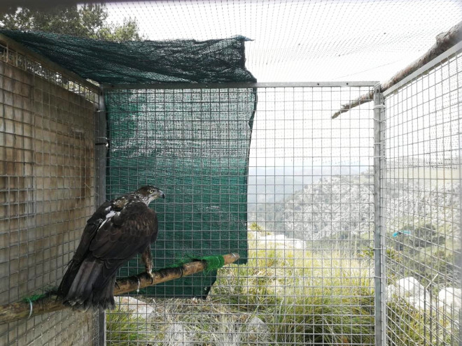"Ivo", en un jaulón de aclimatación donde fue emplazada en Mallorca en marzo de 2019, días antes de su liberación definitiva.