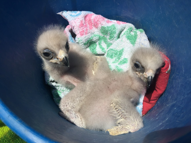 Pollos de águila de Bonelii de cría en cautividad, destinados a su reintroducción por el proyecto AQUILA a-LIFE.