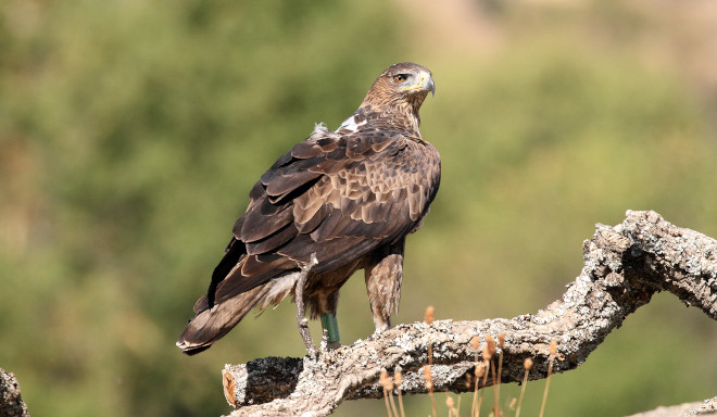 Águila de Bonelli "Alameda", reintroducida en la Comunidad de Madrid. Foto: Sergio de la Fuente / GREFA.